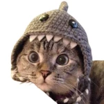 Shark Cat